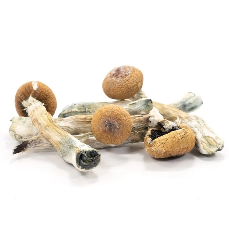 Bayou Magic Mushrooms