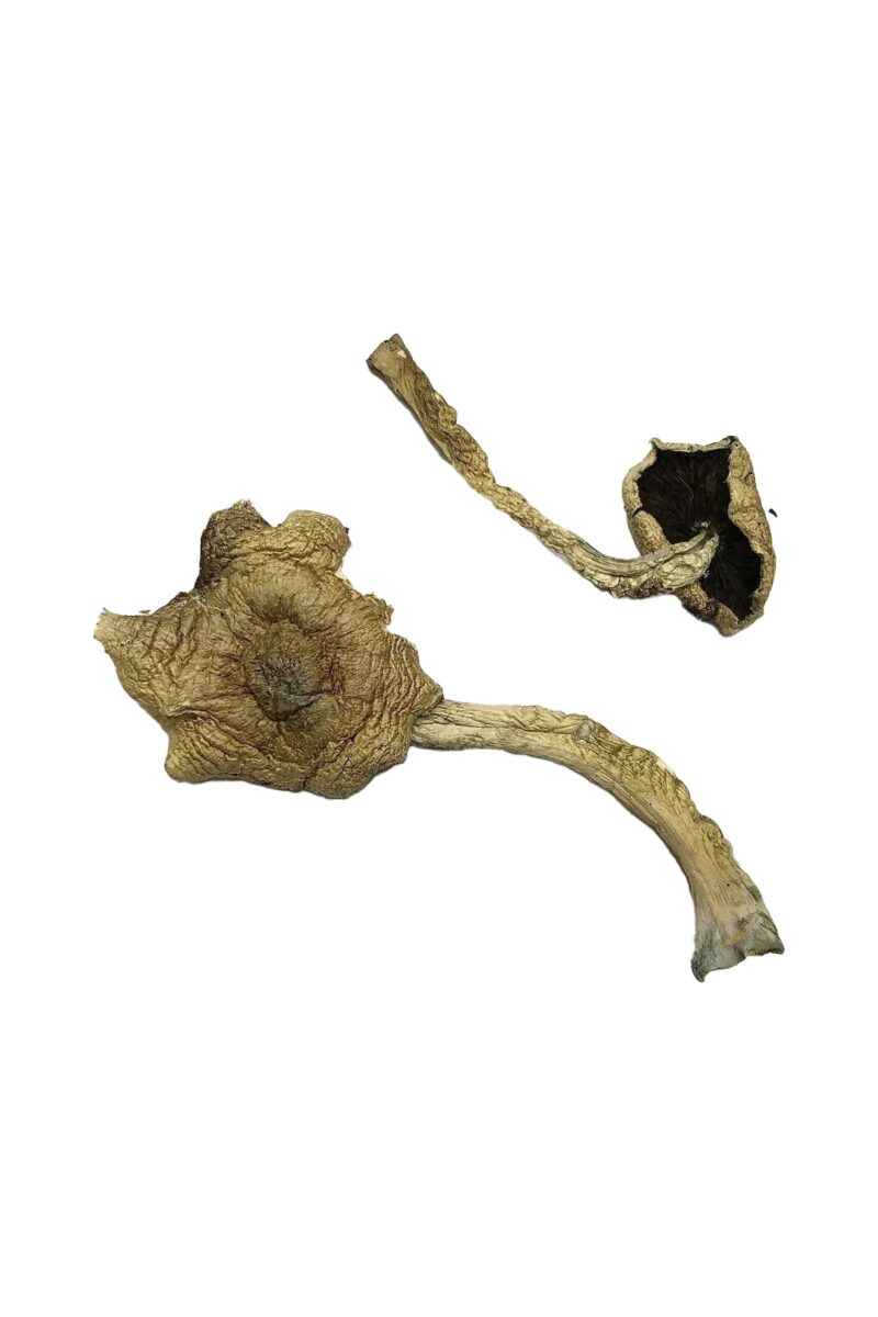 Alacabenzi Magic Mushrooms