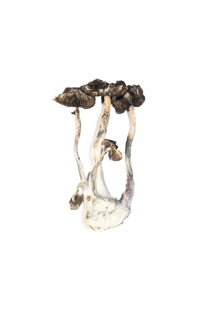 APEX Magic Mushrooms