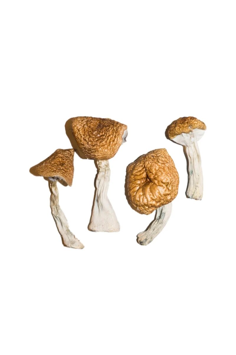 Creeper Magic Mushrooms