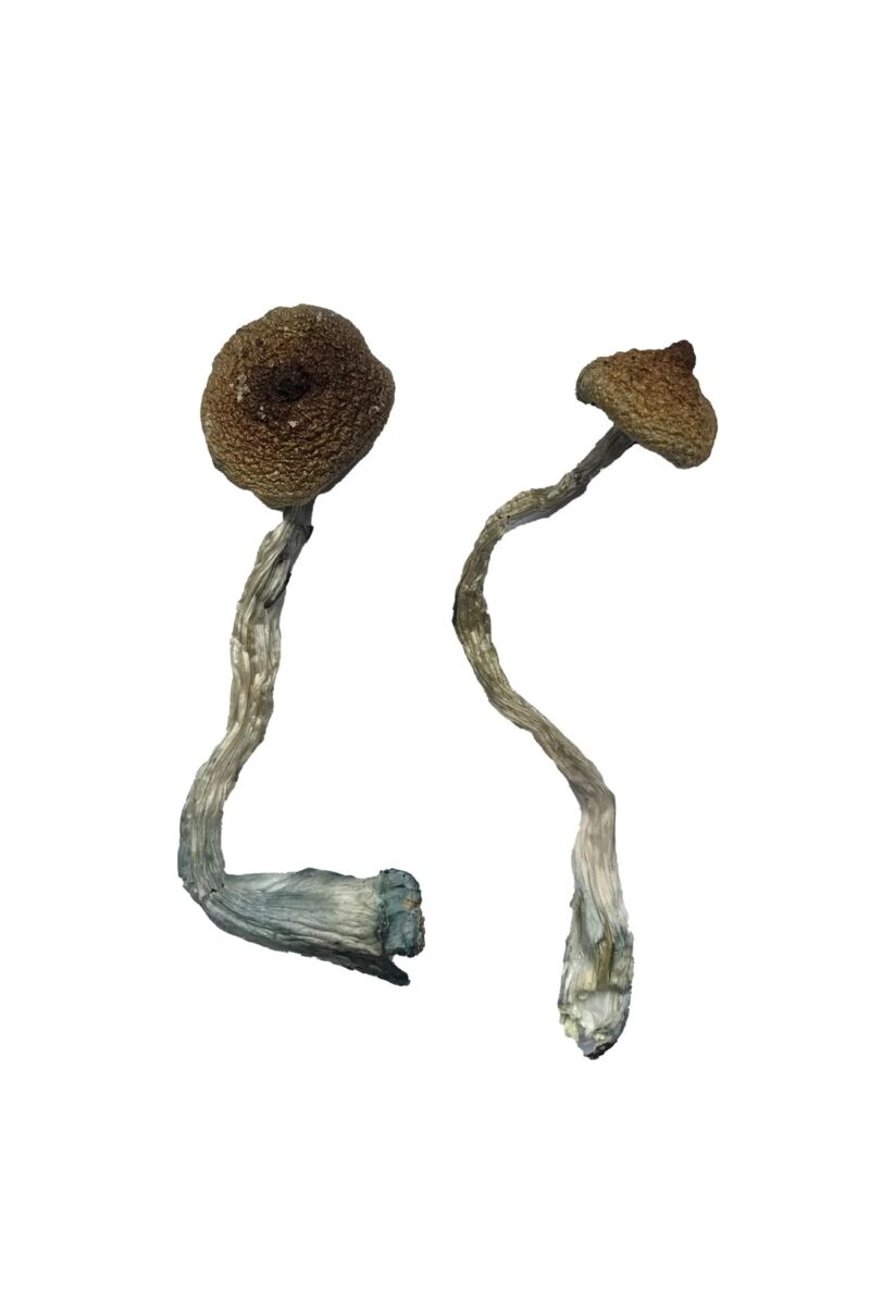Avery Albino Magic Mushrooms