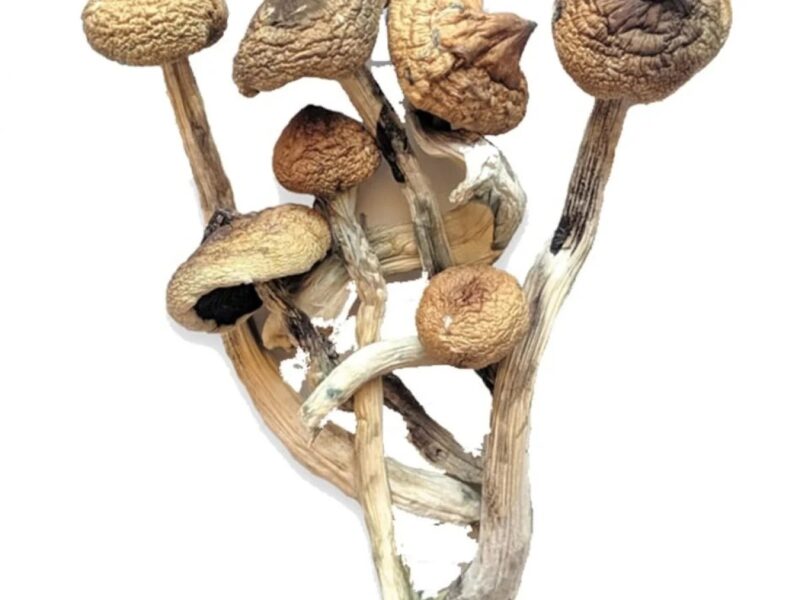 Brazilian Magic Mushrooms