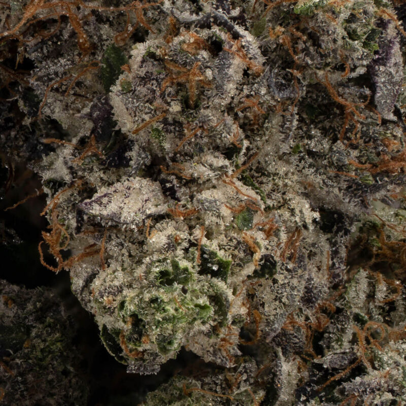 Godzilla Glue - Image 3
