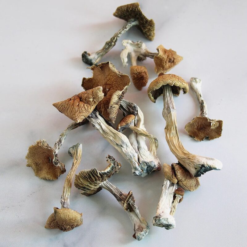 B+ Magic Mushrooms