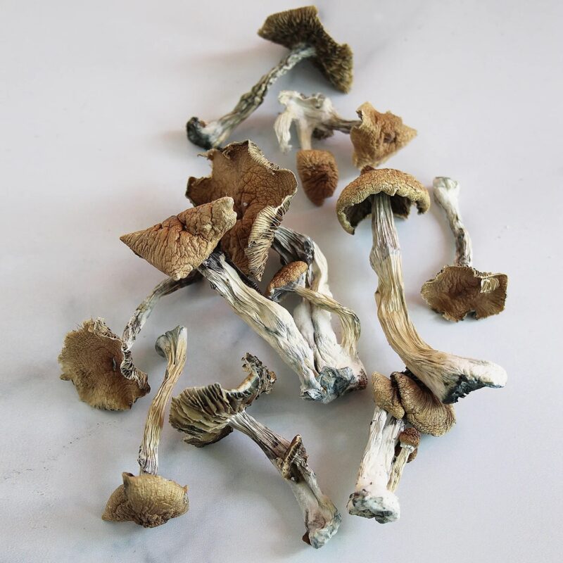 Golden Teacher Magic Mushroom