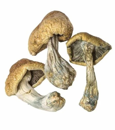 Albino Treasure Coast Magic Mushrooms