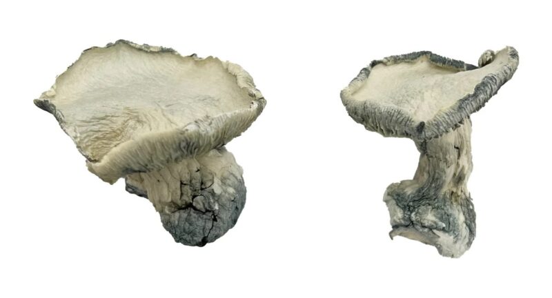 Pearly Gates Magic Mushrooms