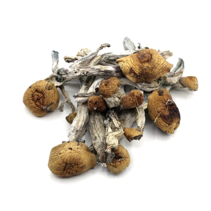 Penis Envy XL Magic Mushrooms
