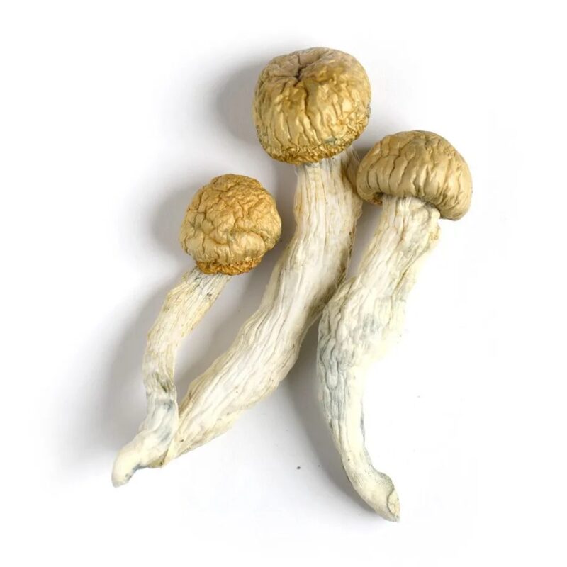 Albino Roller-Coaster Magic Mushrooms