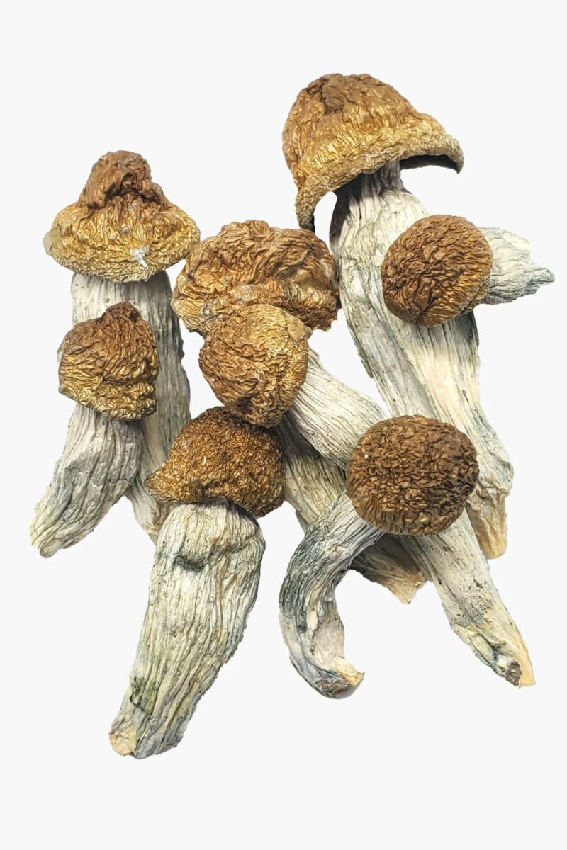 Albino Penis Envy Magic Mushrooms