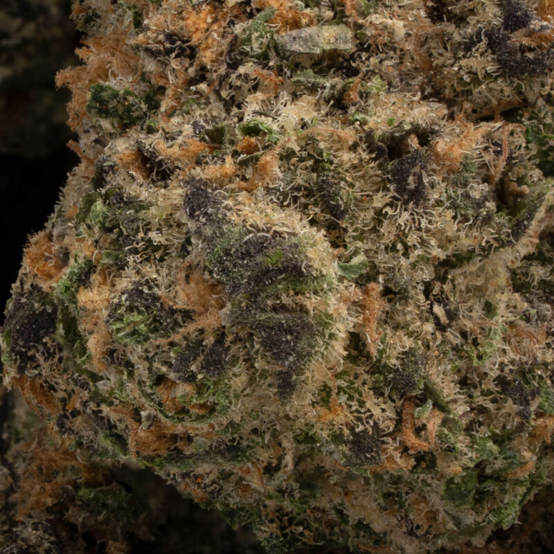 Tropical Smoothie - Image 3