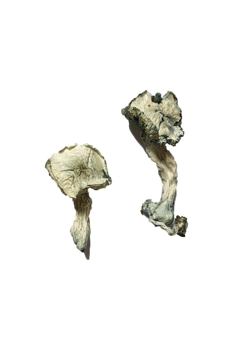 Cambodian Magic Mushrooms