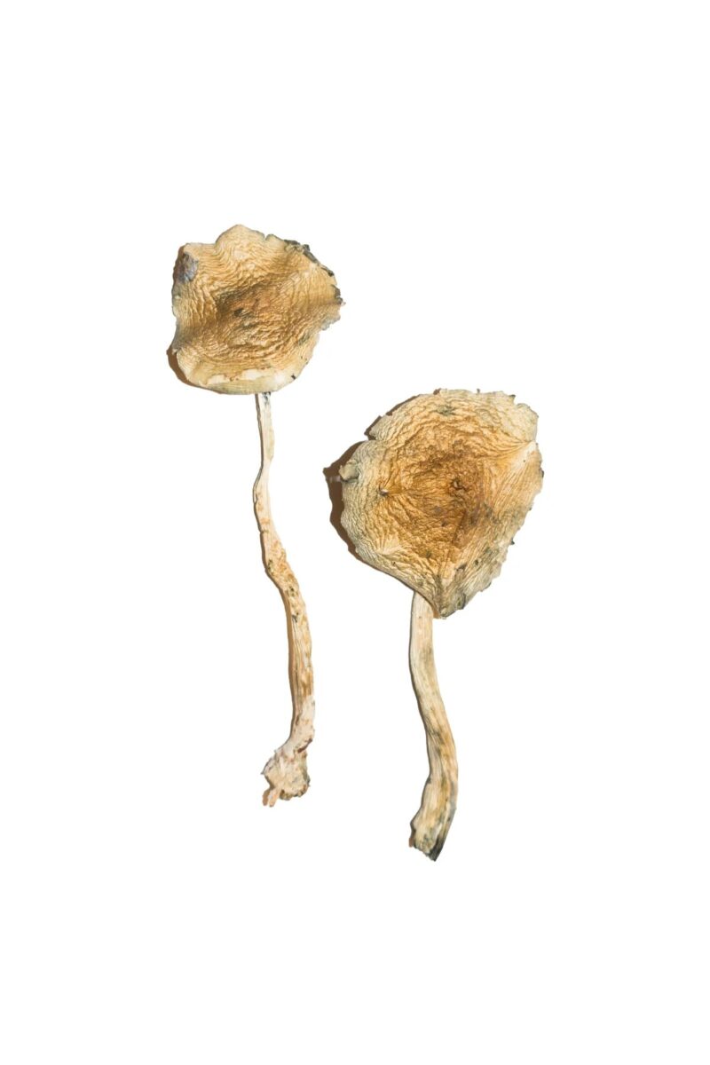 Blue Magnolia Magic Mushrooms