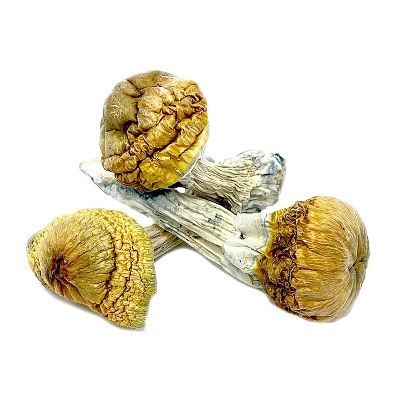 Dino Egg Magic Mushrooms