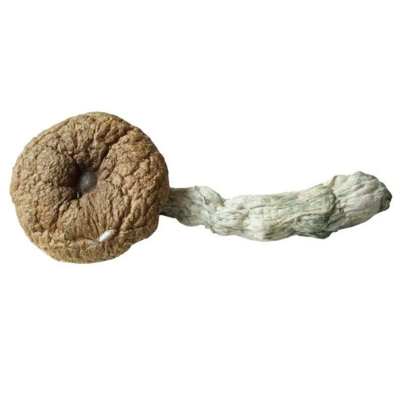 A+ Magic Mushrooms