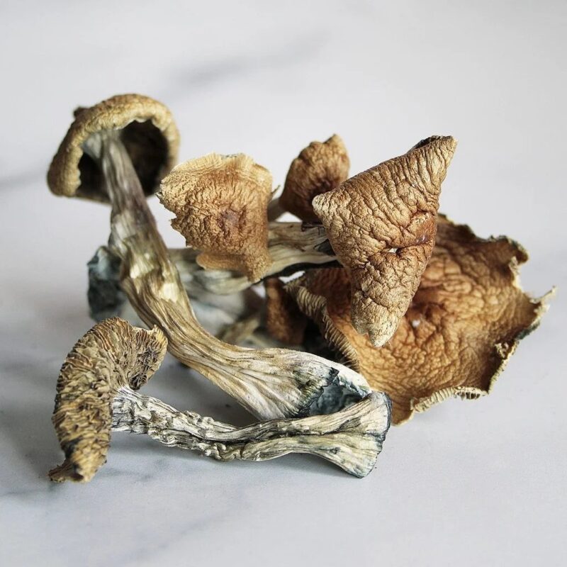 Penis Envy Magic Mushroom