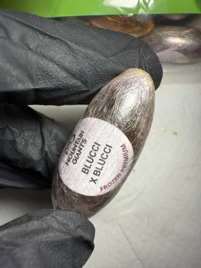 Mountain Giant frozen premium